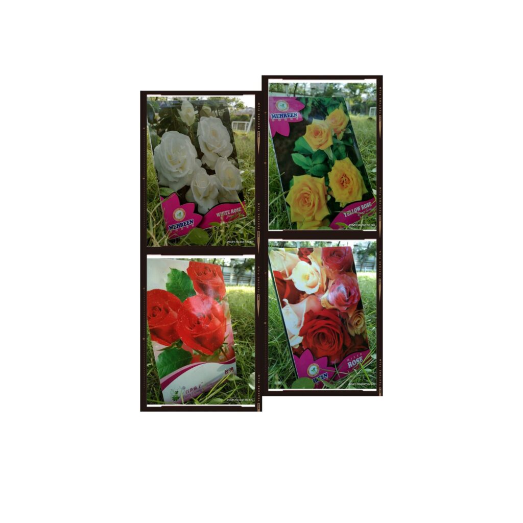 Flower Seed | ফুলের বীজ