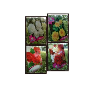 Flower Seed | ফুলের বীজ